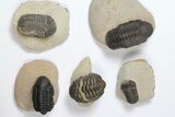 Lot: Assorted Devonian Trilobites - Pieces #119858-1